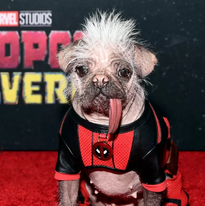 “Dogpool” Steals Hearts: Britain’s Ugliest Dog Joins Ryan Reynolds in New “Deadpool & Wolverine” Film